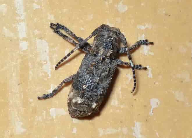 昆虫図鑑・アトモンサビカミキリ